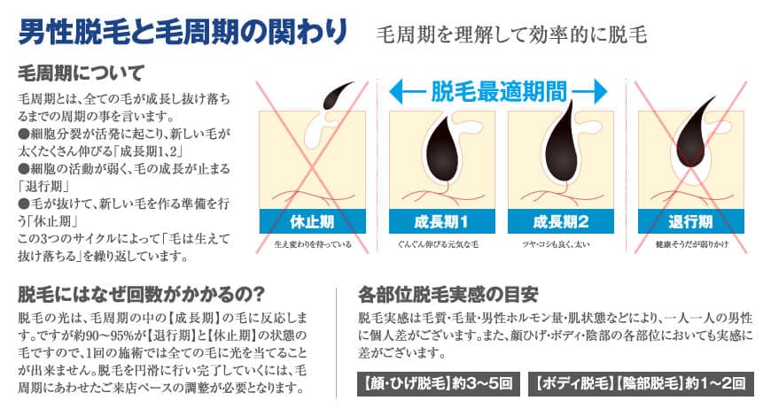 毛周期について